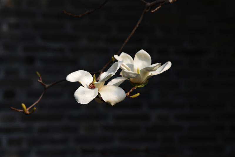 玉兰花开 静谧之美图片