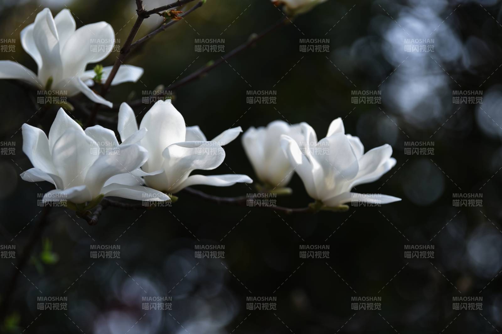 玉兰绽放 洁白如雪图片