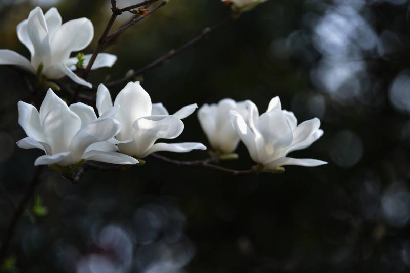 玉兰绽放 洁白如雪图片