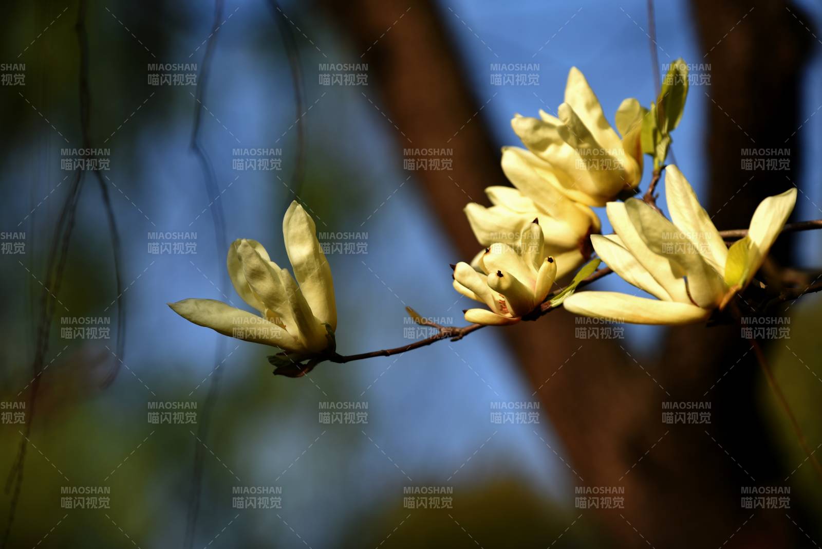 玉兰花绽放枝头图片