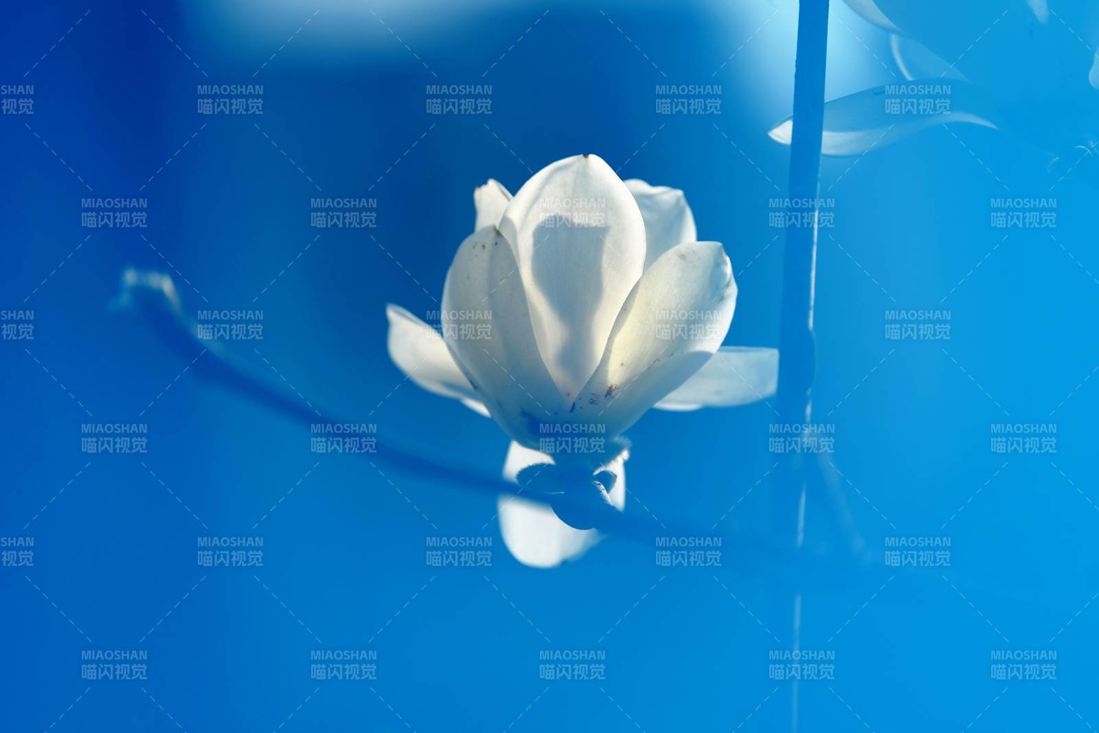 蓝幕白花静绽放图片