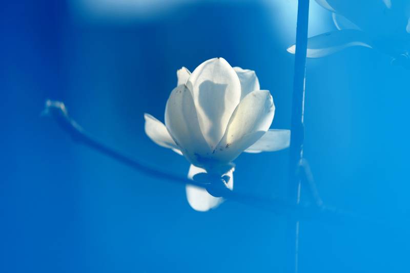 蓝幕白花静绽放图片