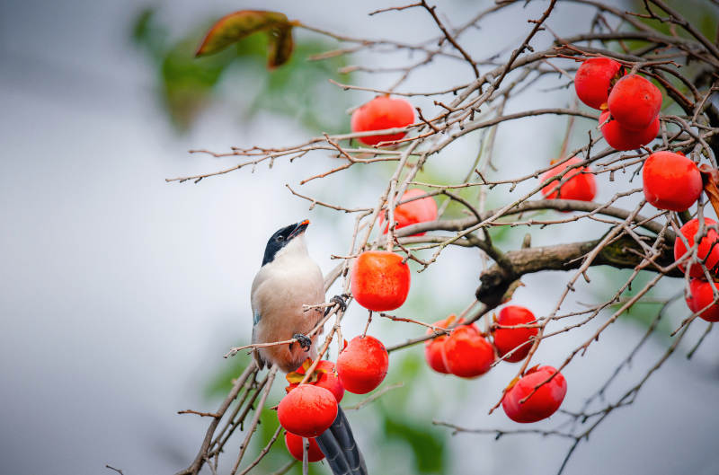 鸟栖柿枝红果映图片