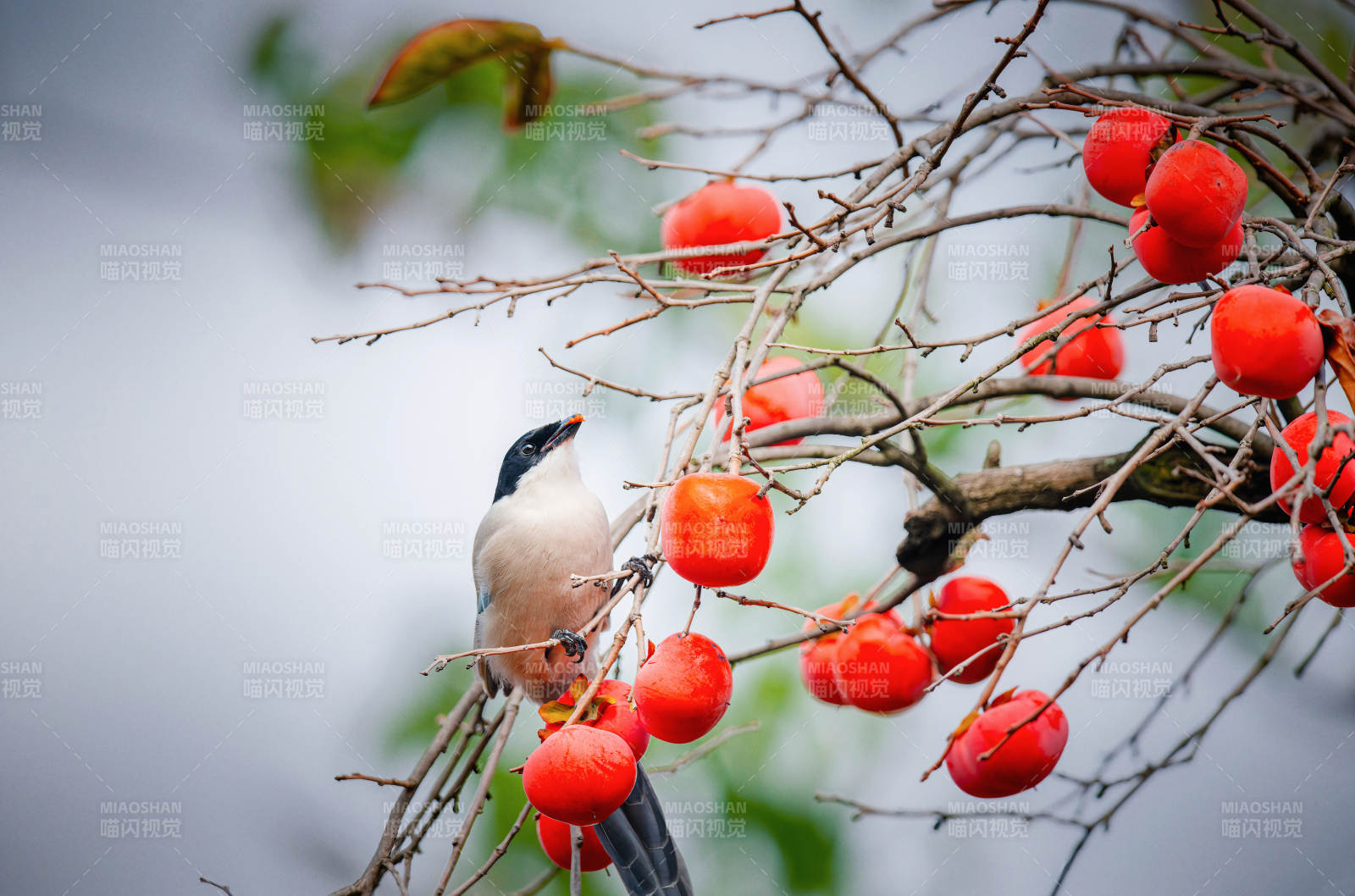 鸟栖柿枝红果映图片