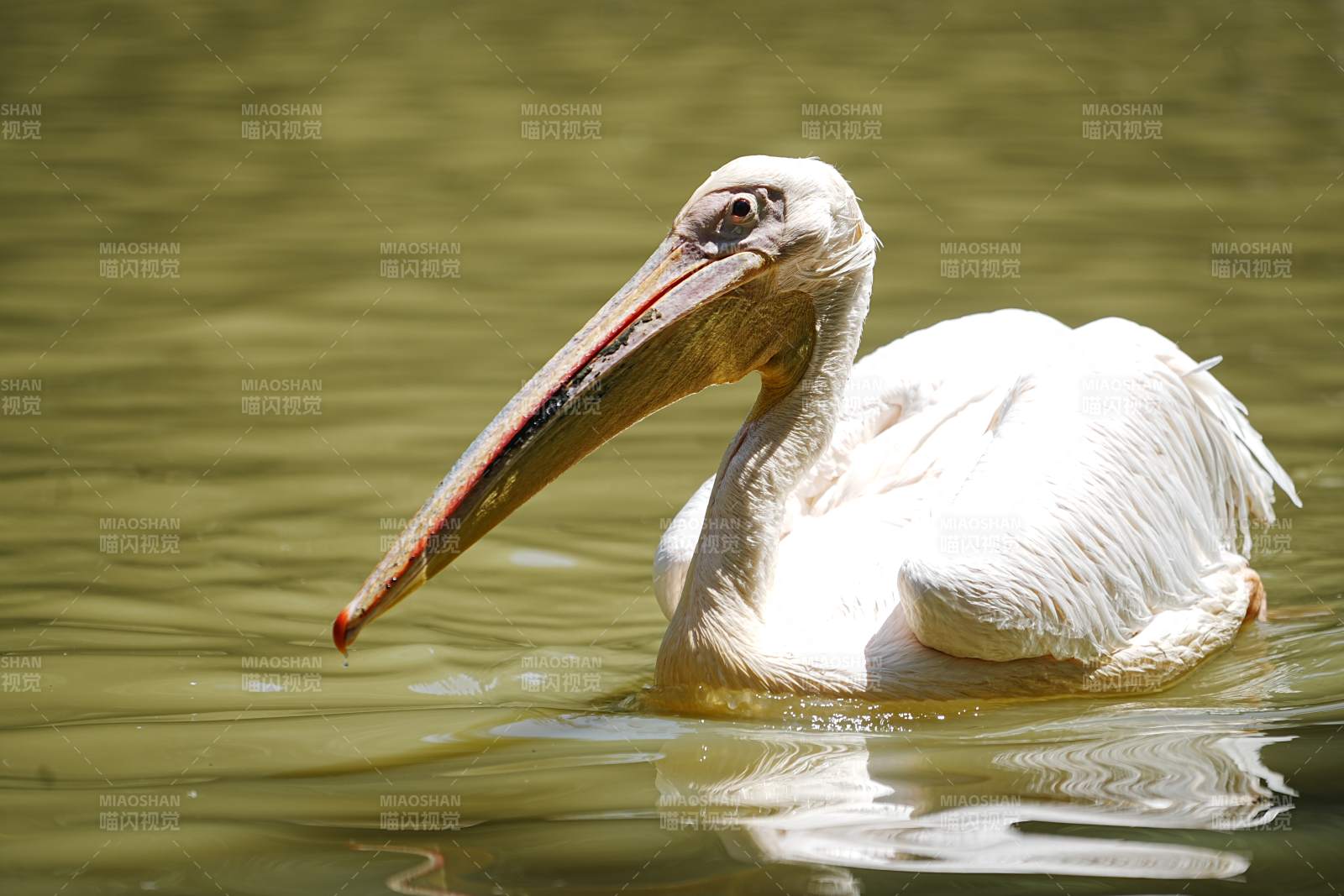白鹈鹕水中静憩图片