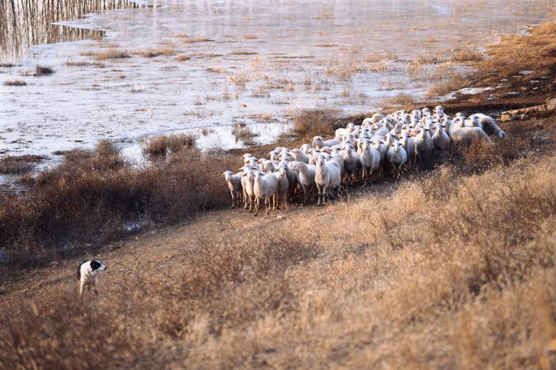 羊群行进在枯草地上图片