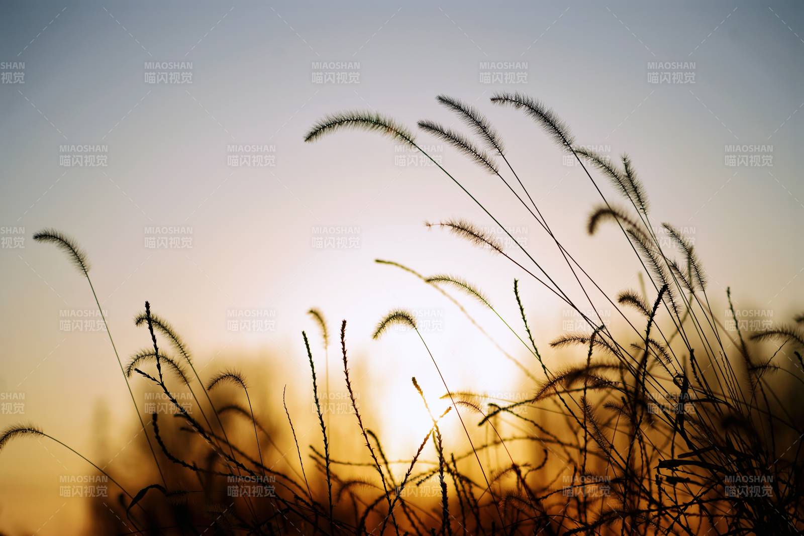 夕阳下的草影图片