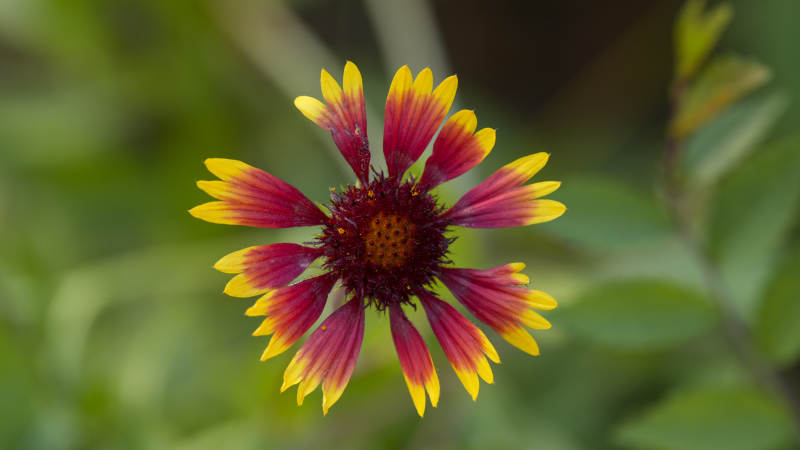 秋天的菊花绽放图片