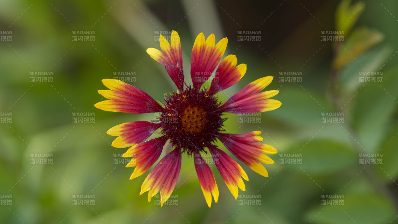 秋天的菊花绽放图片