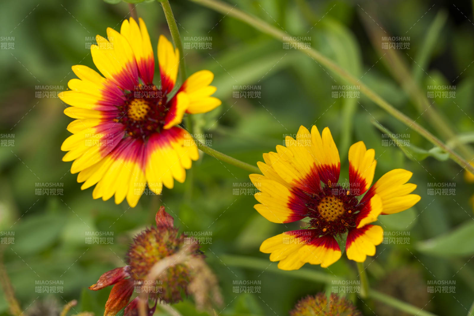 艳丽的野花绽放图片