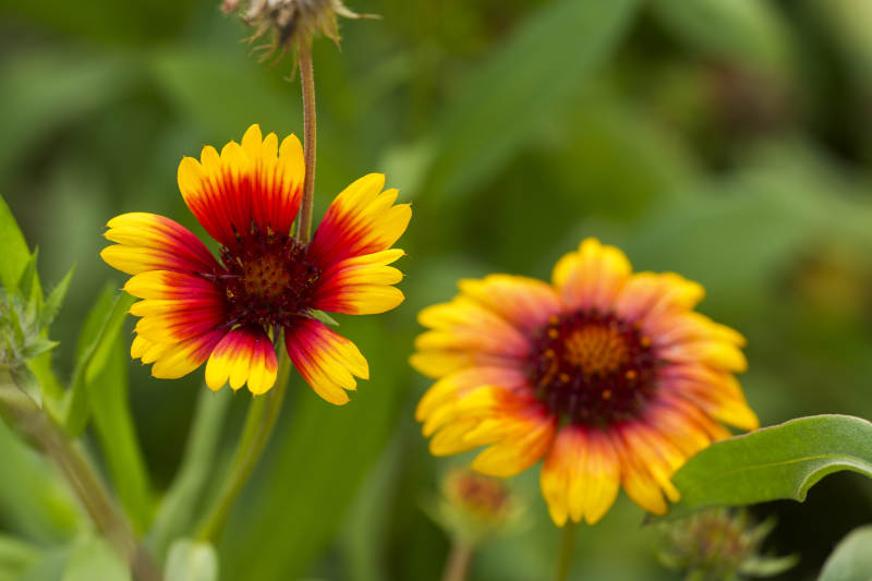 金鸡菊绽放图片