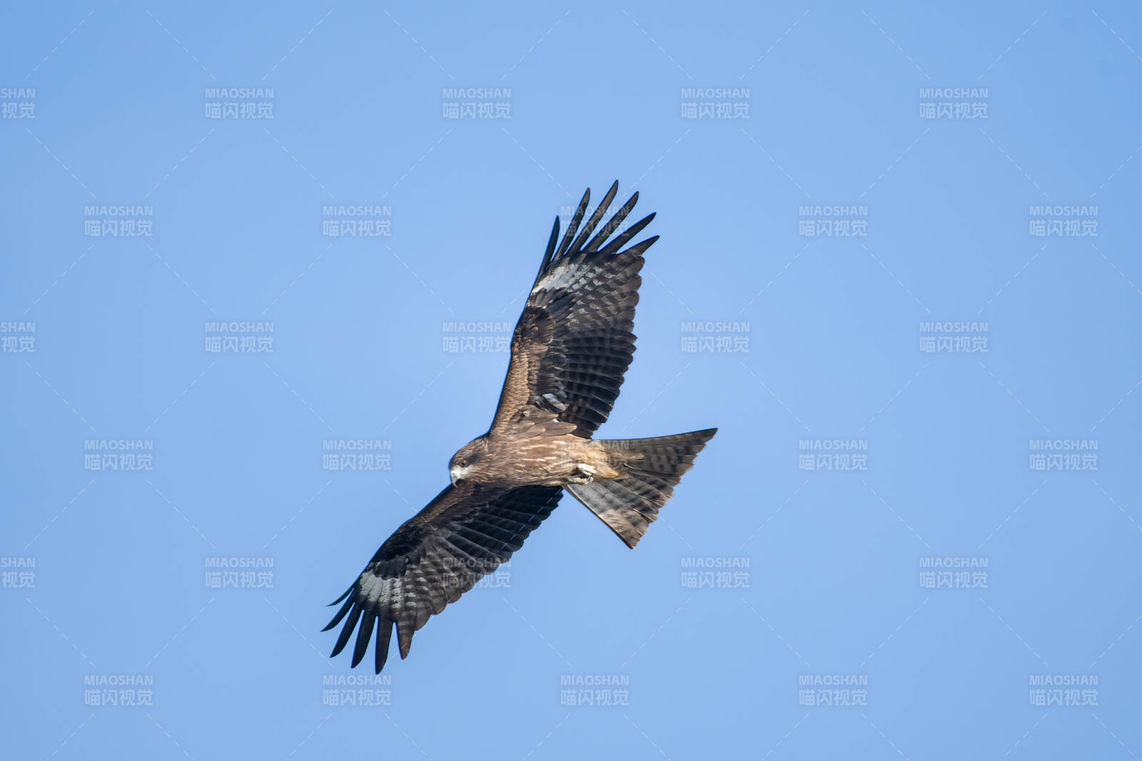 翱翔天际的猛禽图片