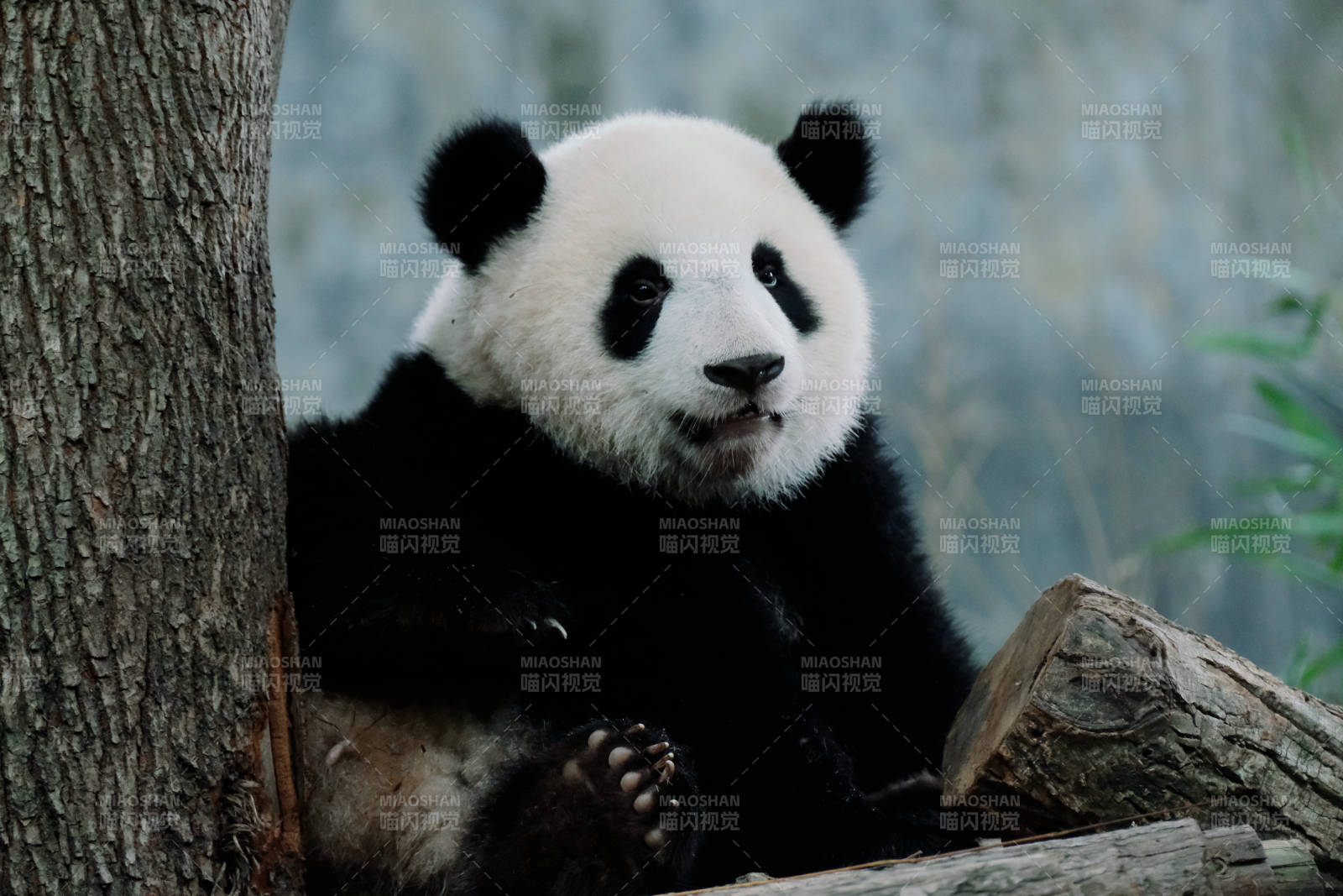 熊猫倚树静坐图片