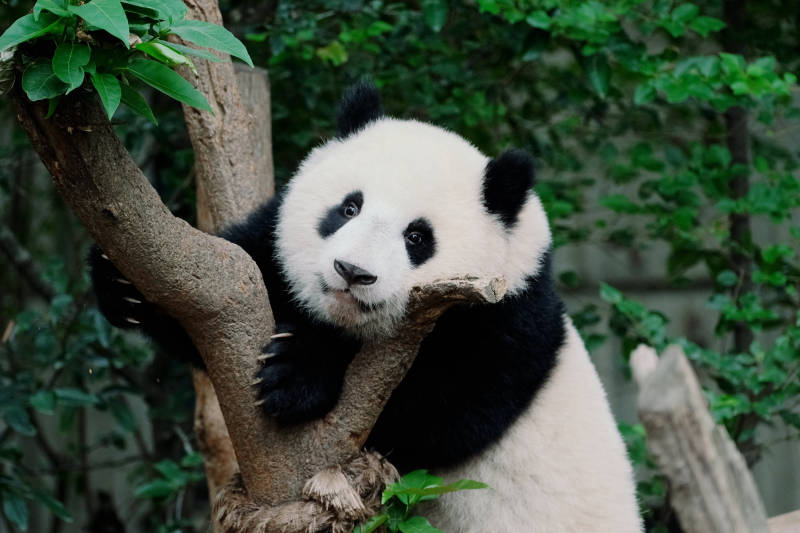 熊猫树上休憩图片