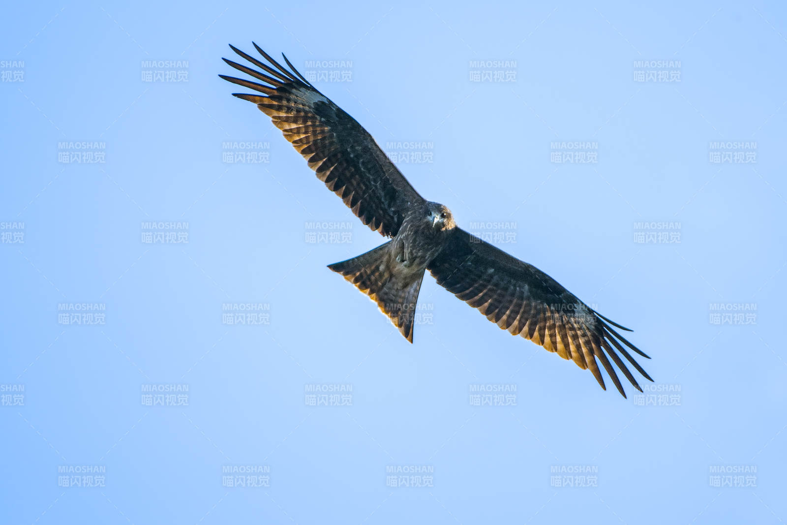 翱翔天际的猛禽图片