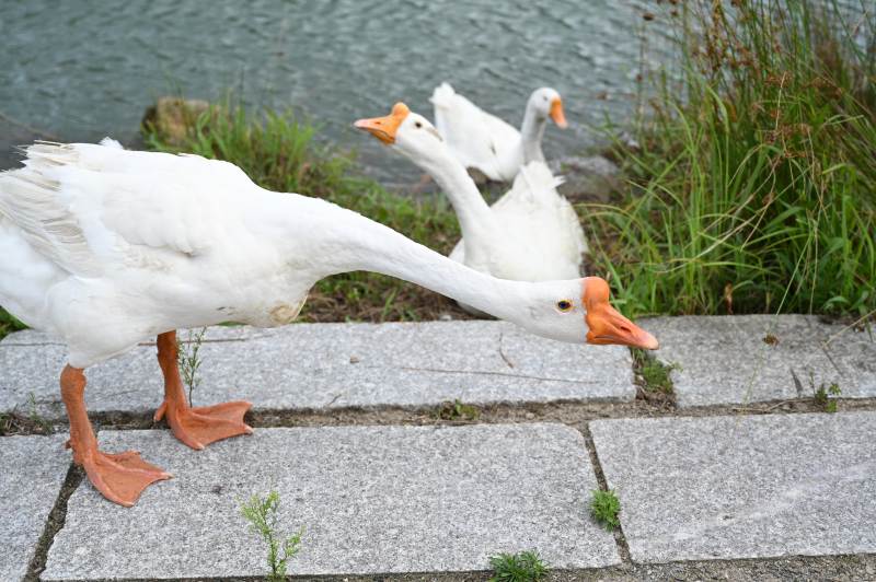 白鹅湖畔觅食图片