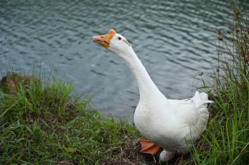 白鹅湖畔静立图片