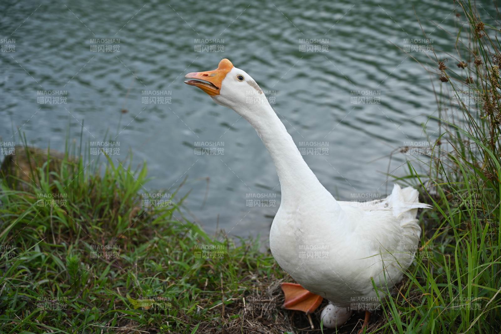 白鹅湖畔静立图片