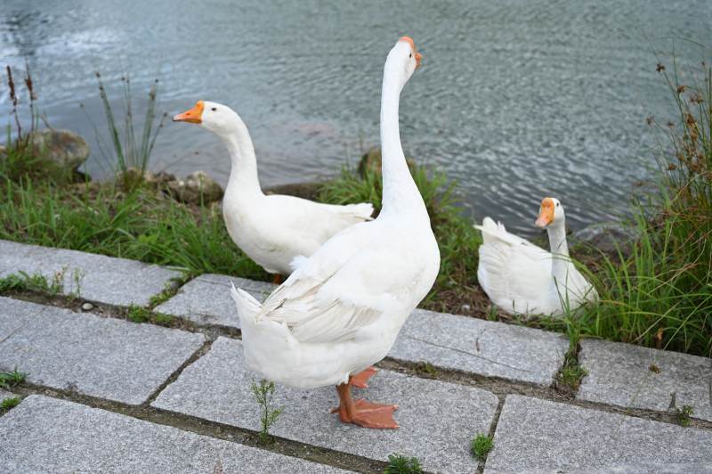 湖边白鹅悠然自得图片