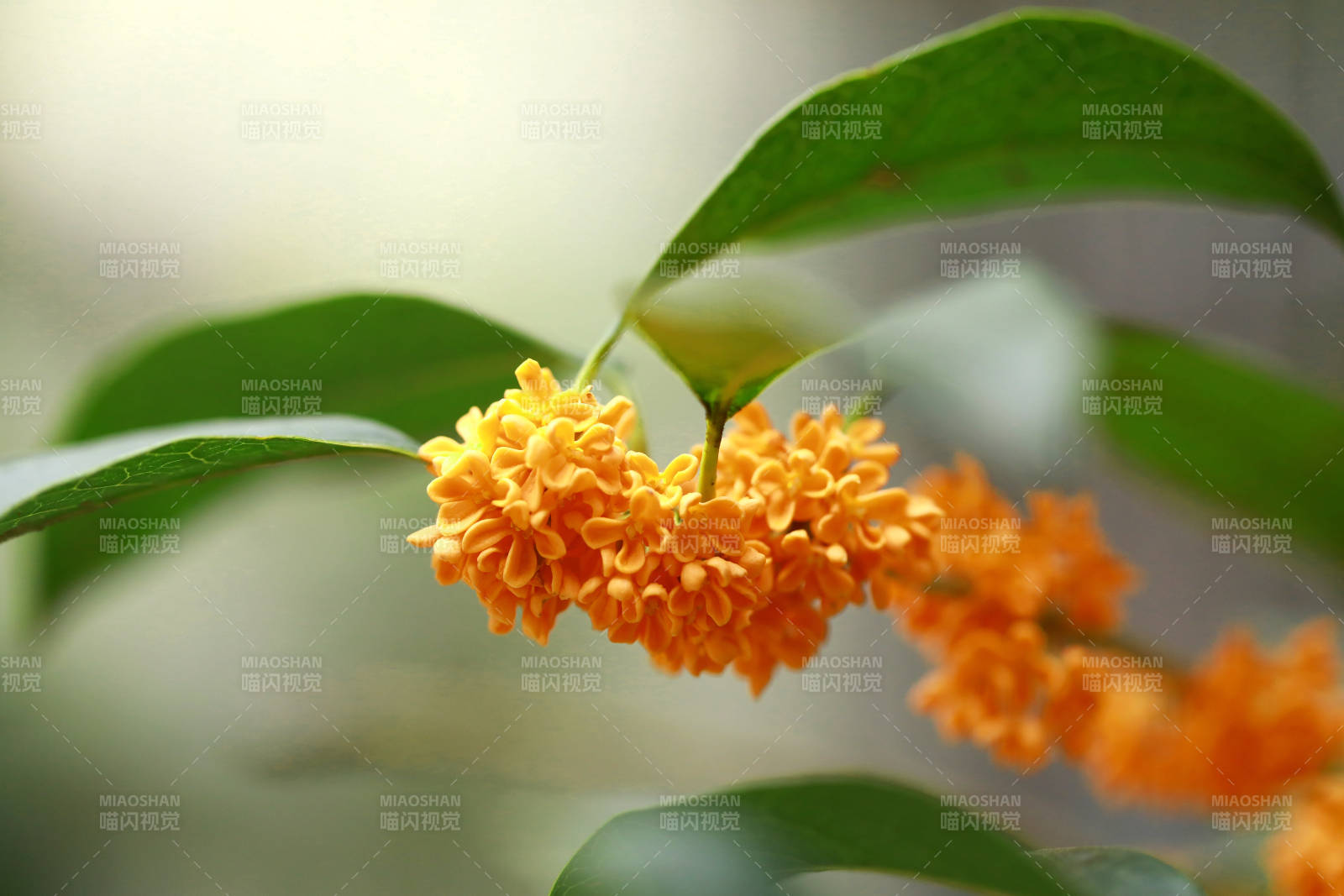 金桂绽放枝头图片