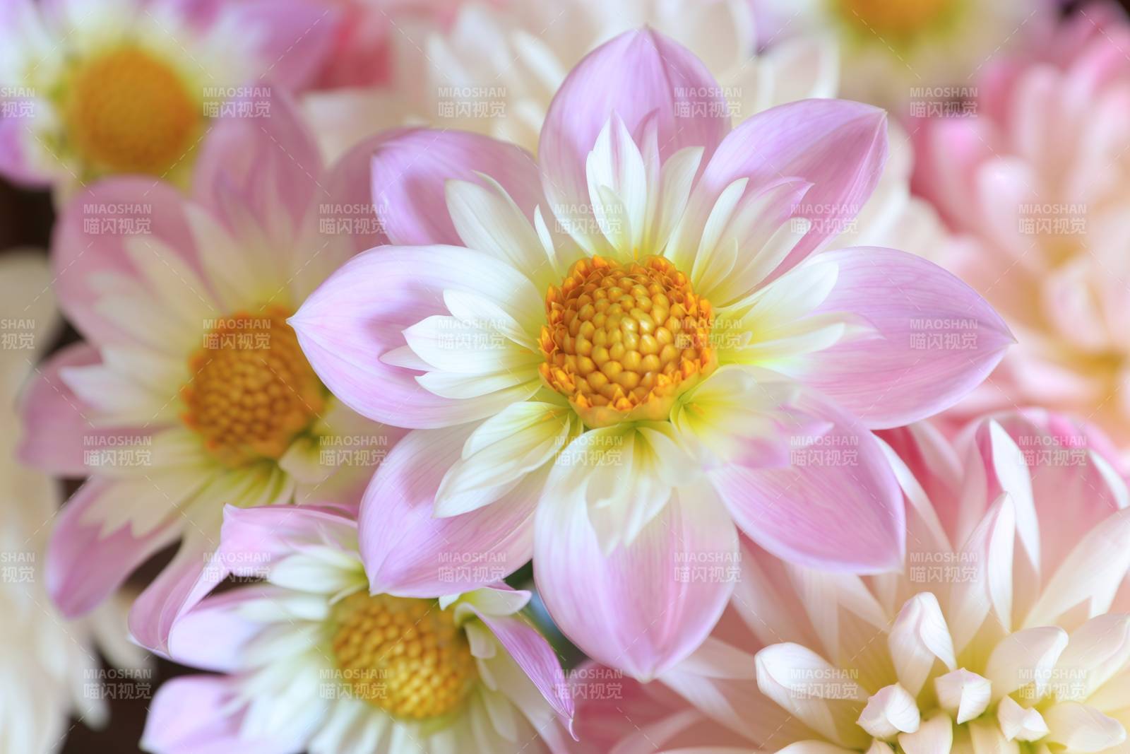 粉白菊花绽放图片