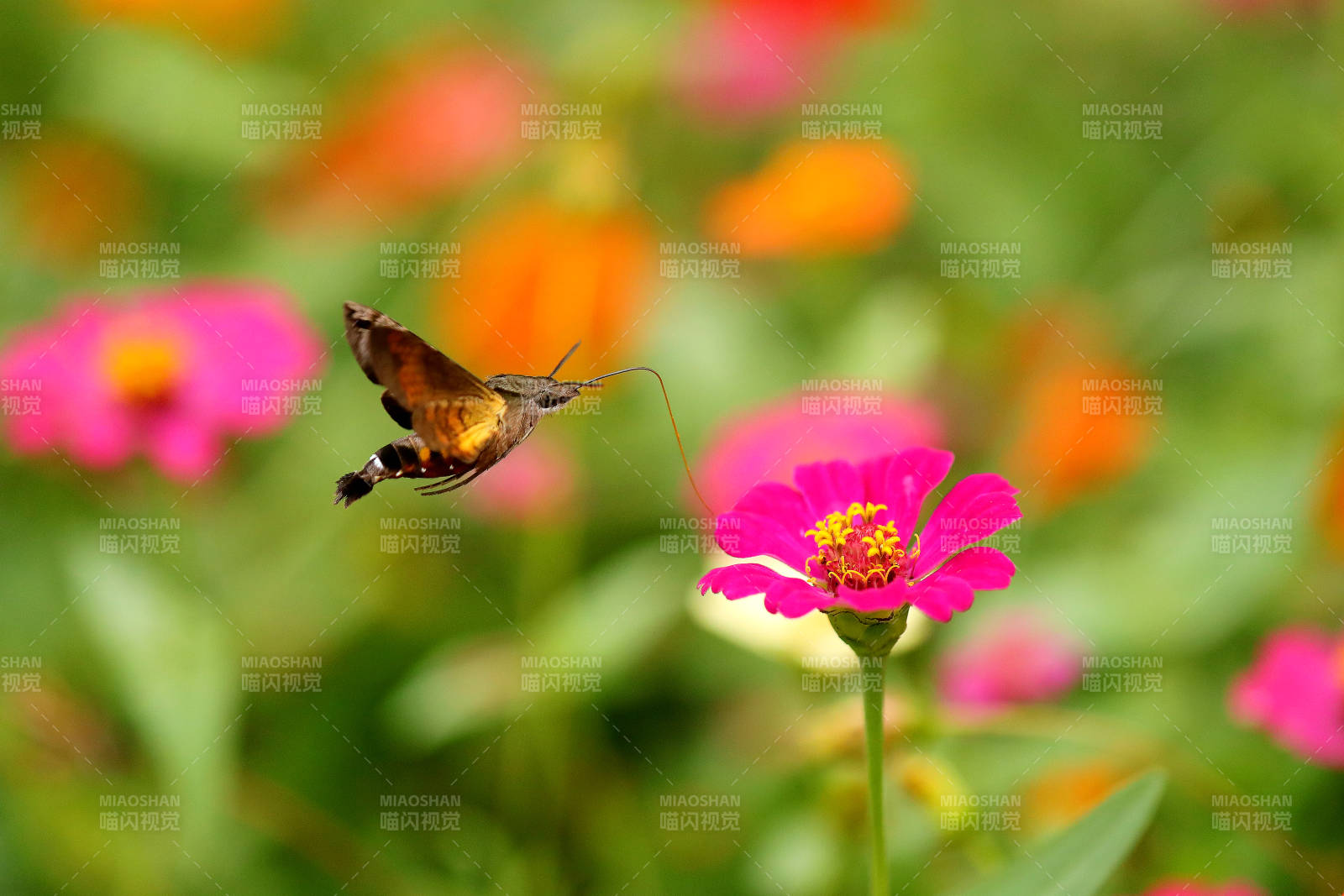 蜂鸟鹰蛾采蜜特写图片