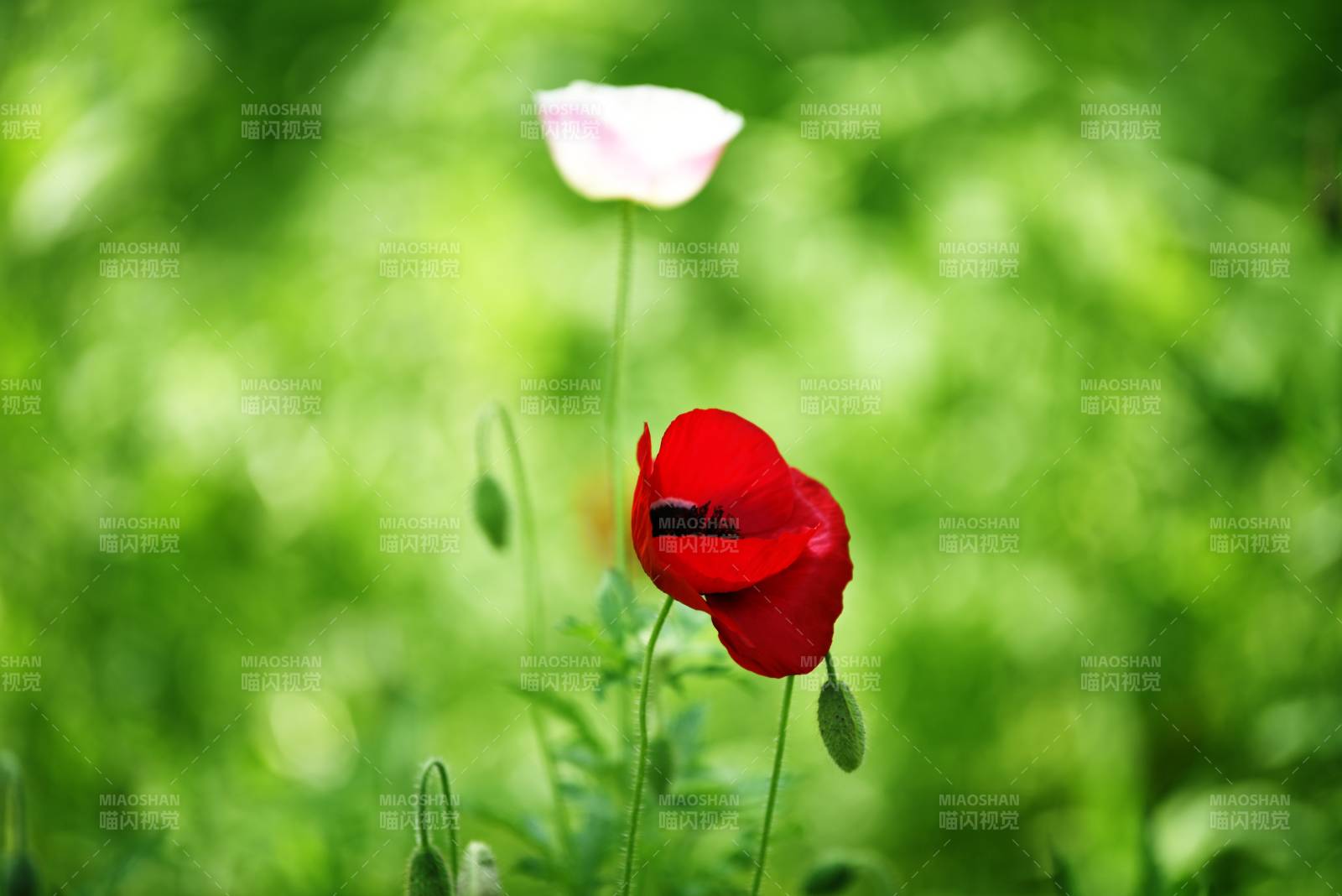 红花绿野静谧景图片