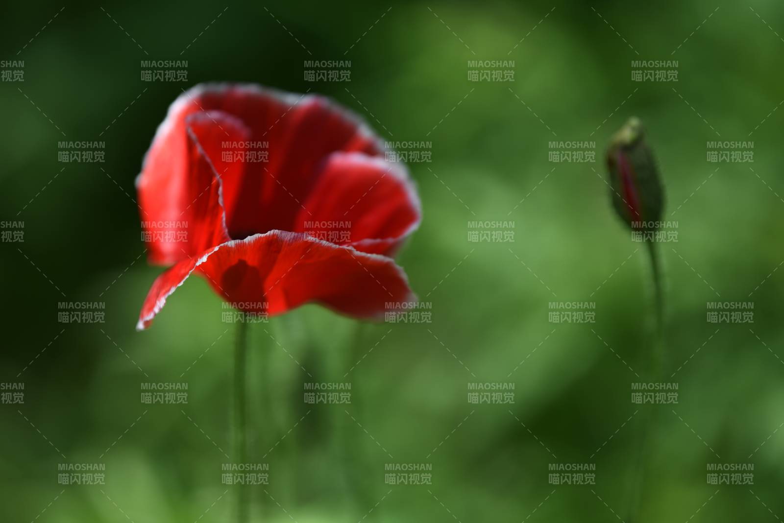 虞美人花绽放图片