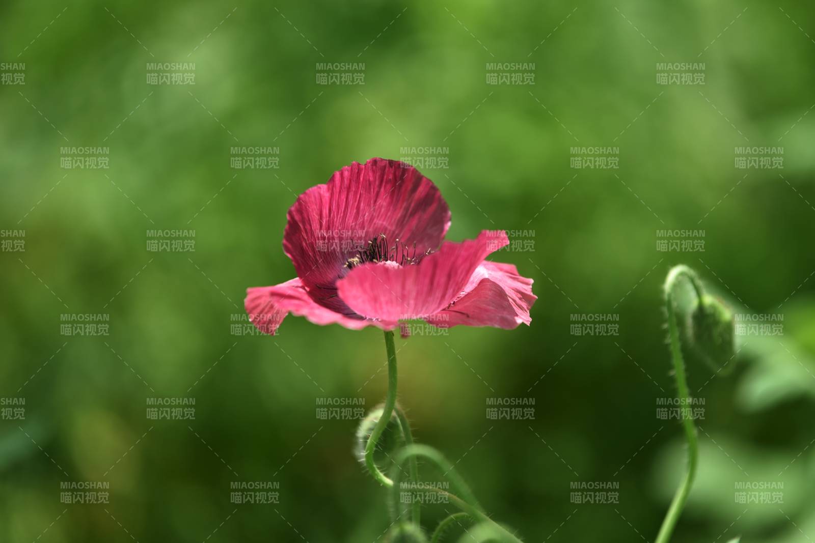 粉红虞美人花绽放图片