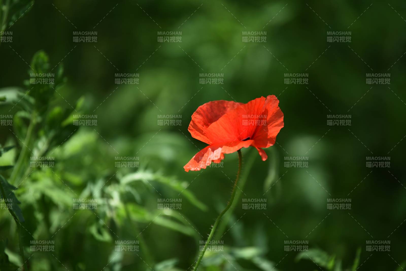 虞美人花在绿叶中绽放图片