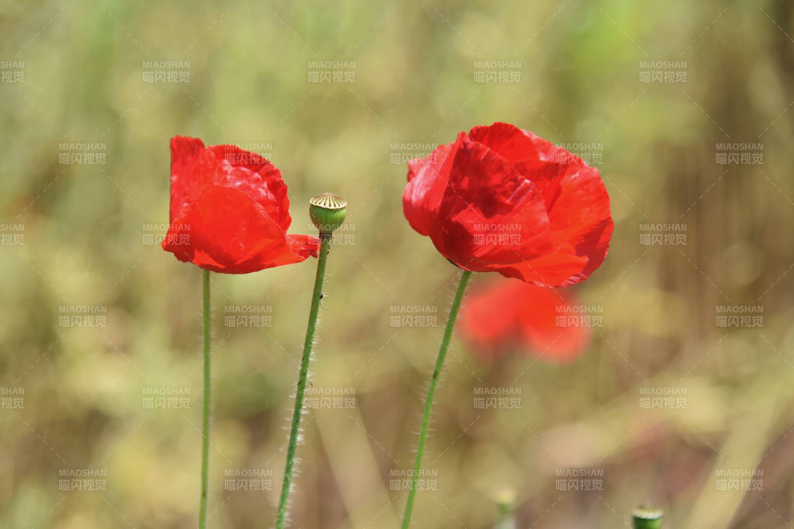 虞美人花绽放图片