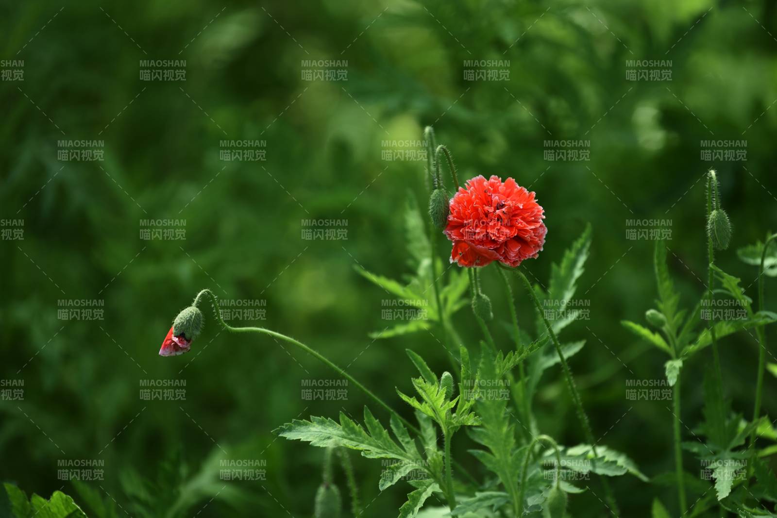红花绿叶相映成趣图片