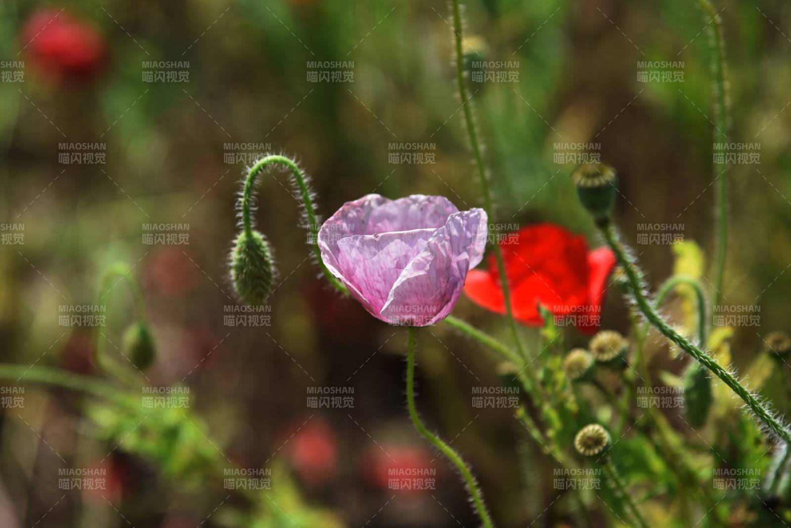 紫红虞美人花绽放图片