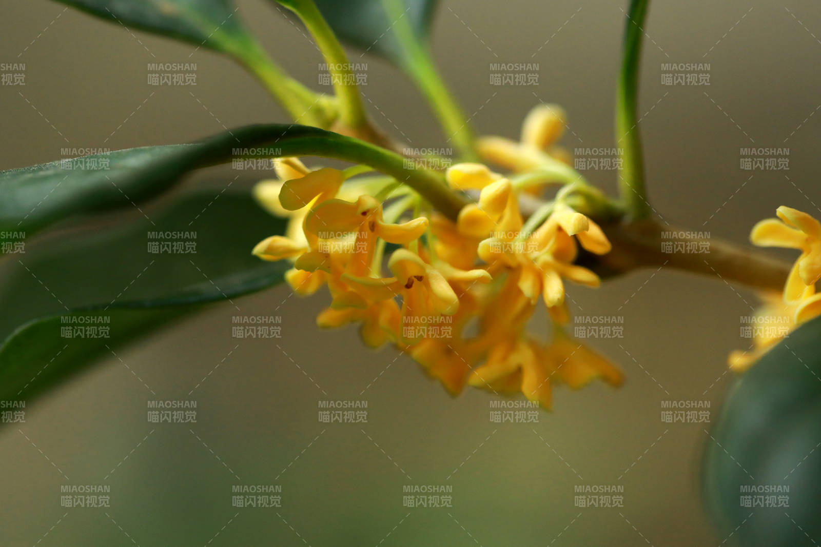 金桂绽放枝头图片