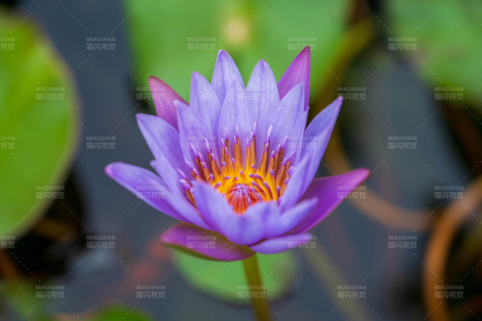 紫莲绽放水中央图片