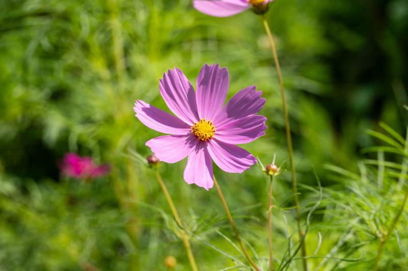 紫花绽放绿意中图片