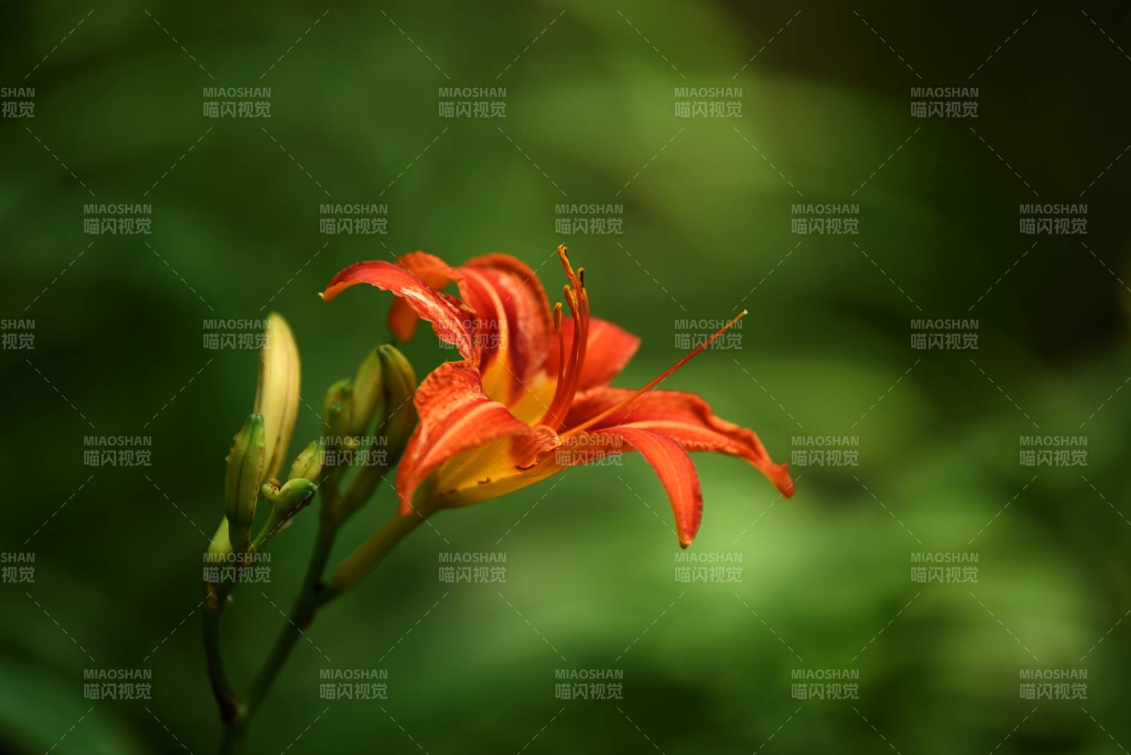 母亲花萱草绽放绿意中图片