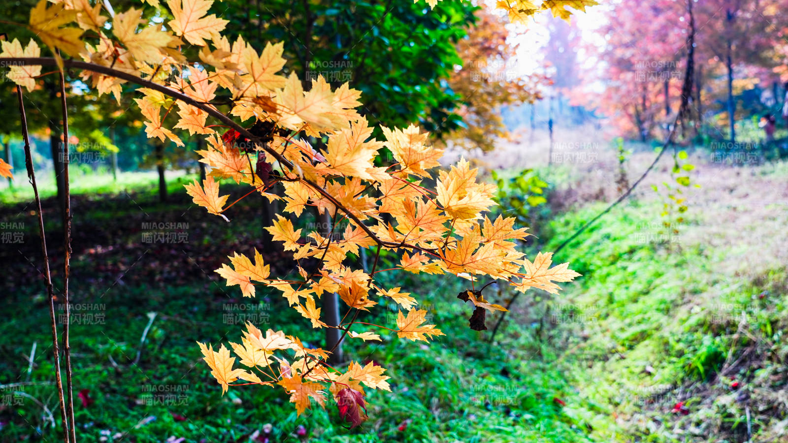 秋叶纷飞 景色宜人图片