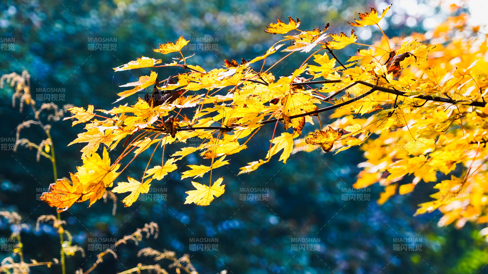 秋叶金黄 光影斑驳图片