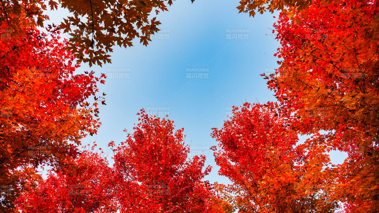 秋叶映蓝天图片