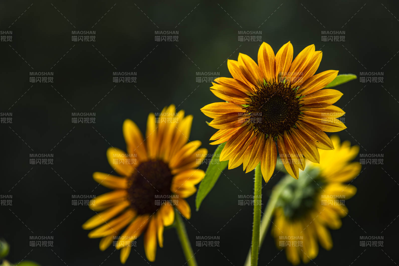 向日葵绽放图片