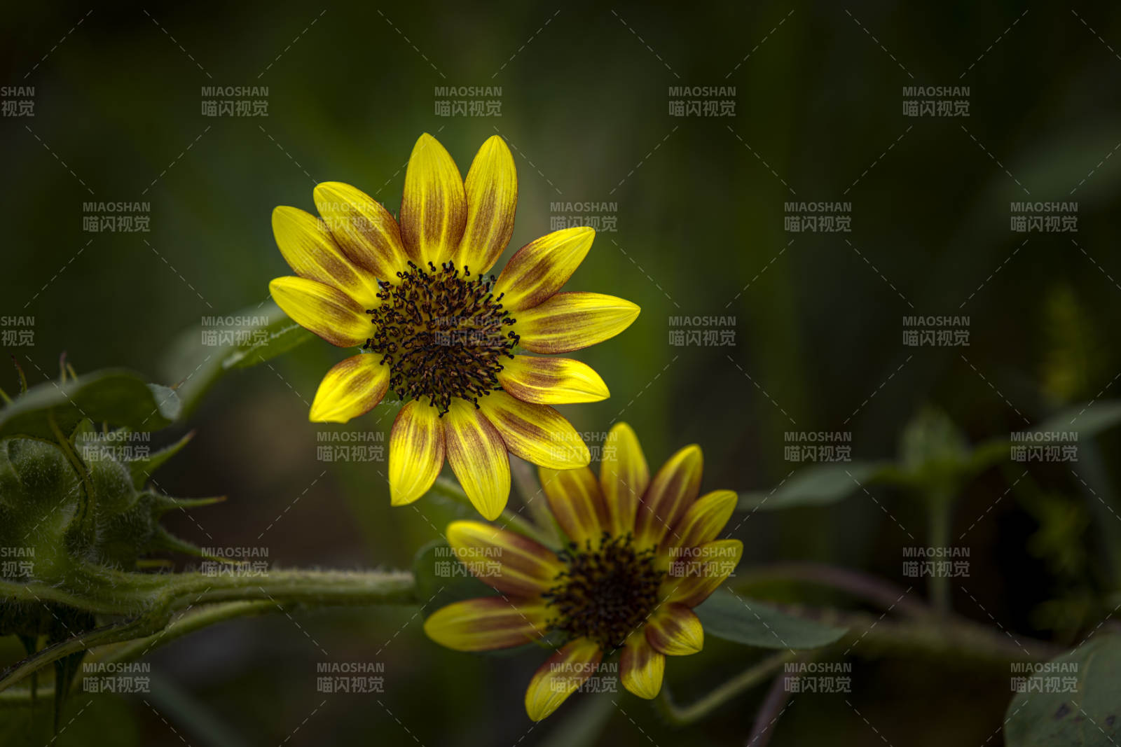 向日葵绽放图片