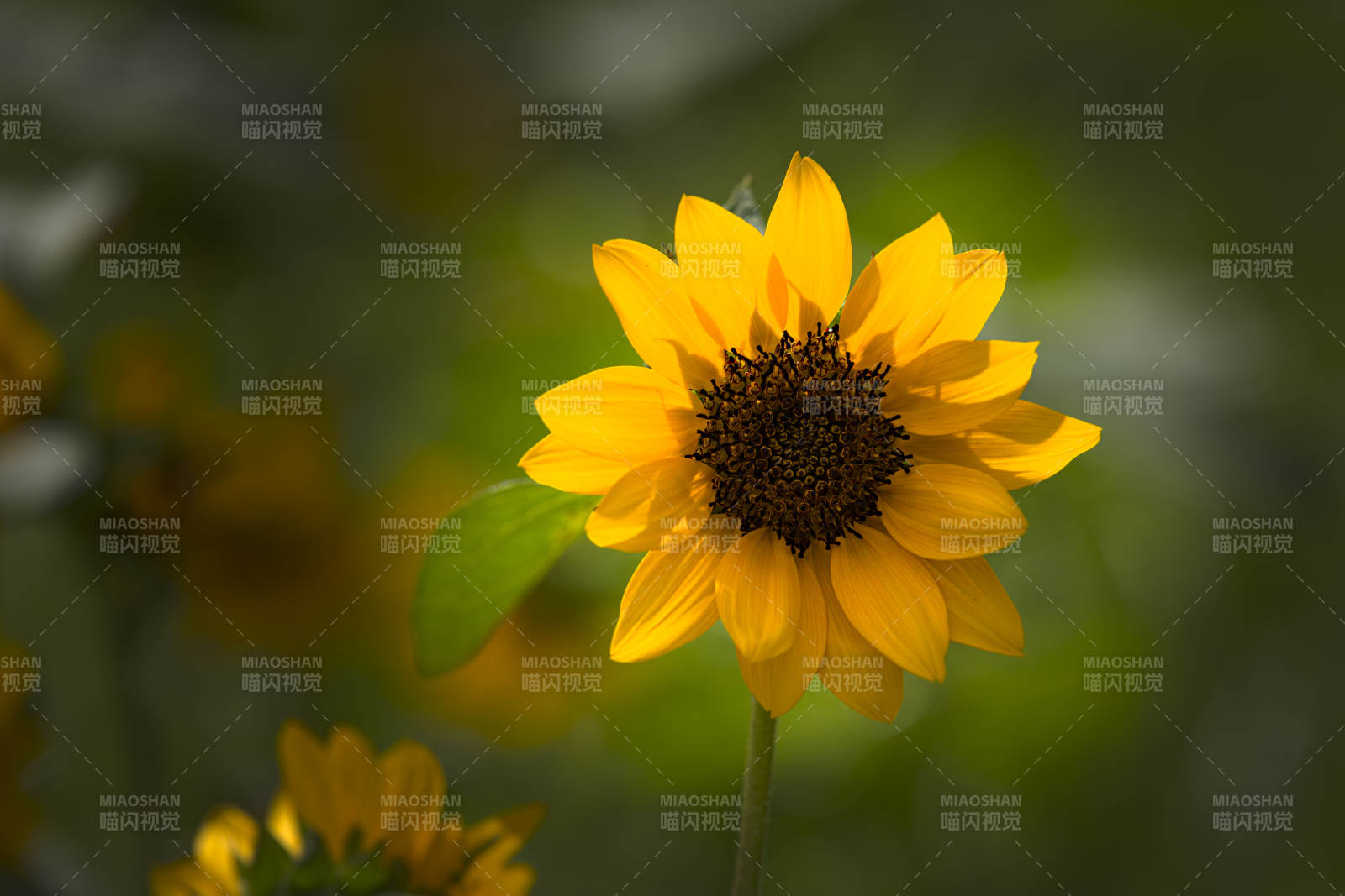 向日葵绽放图片
