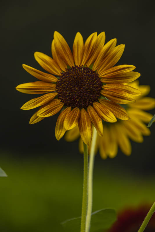 向日葵绽放图片