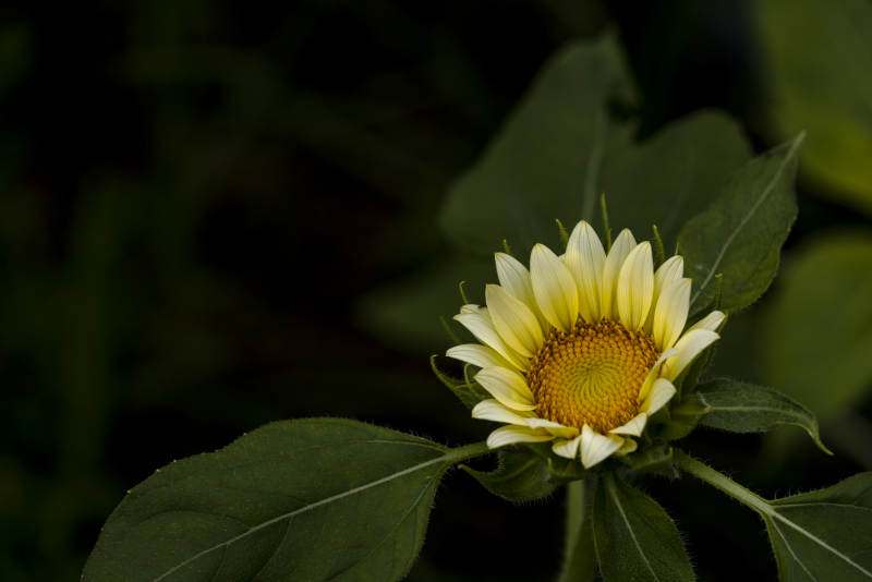 向日葵绽放图片