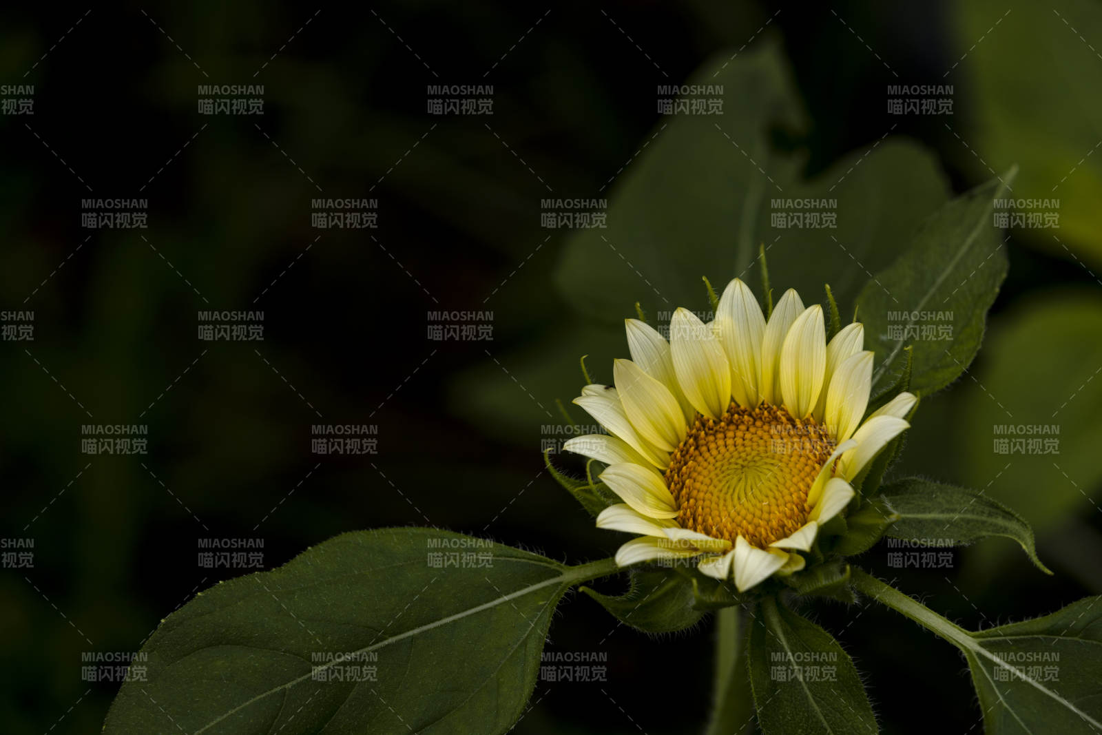 向日葵绽放图片