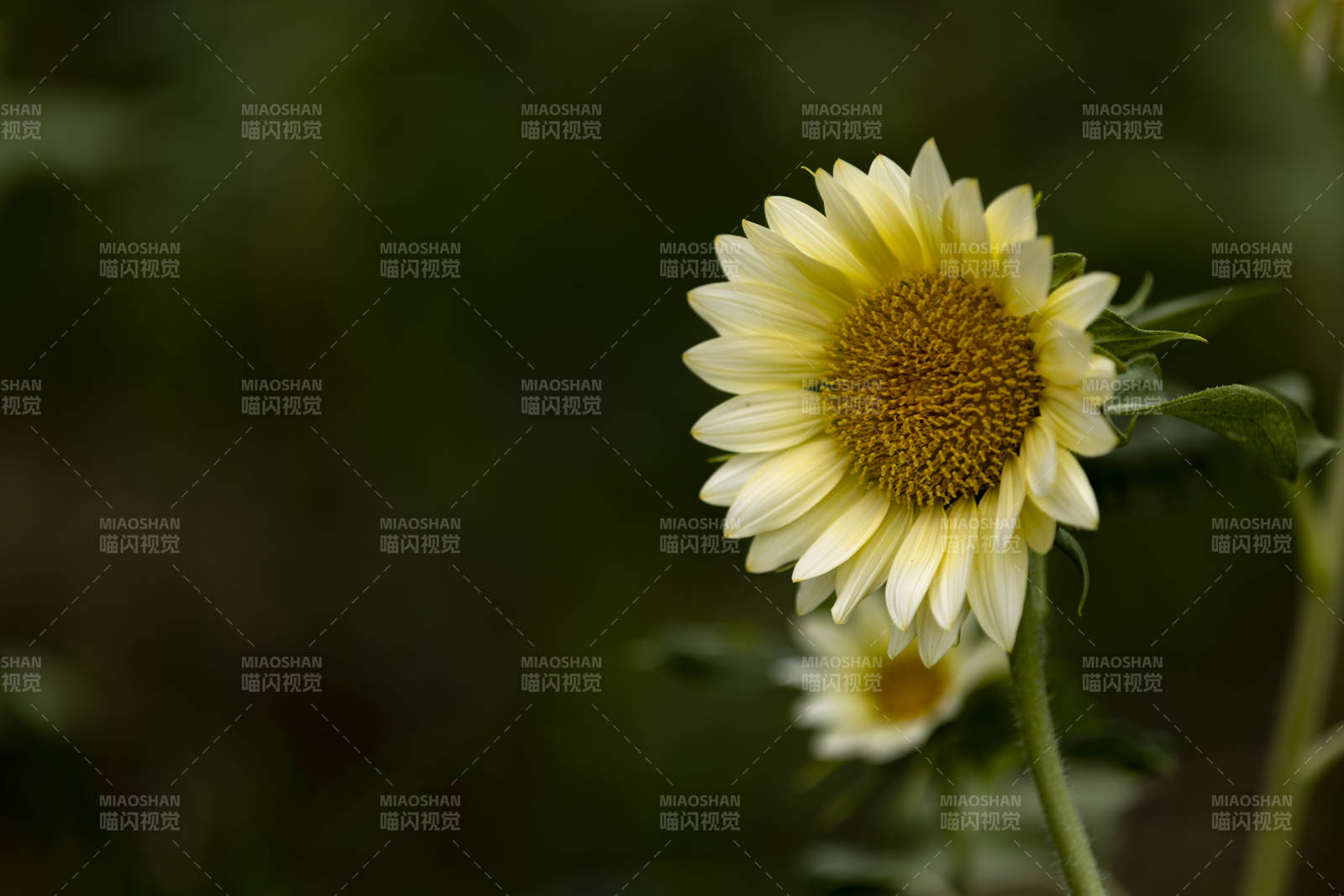 向日葵绽放图片