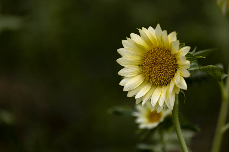 向日葵绽放图片