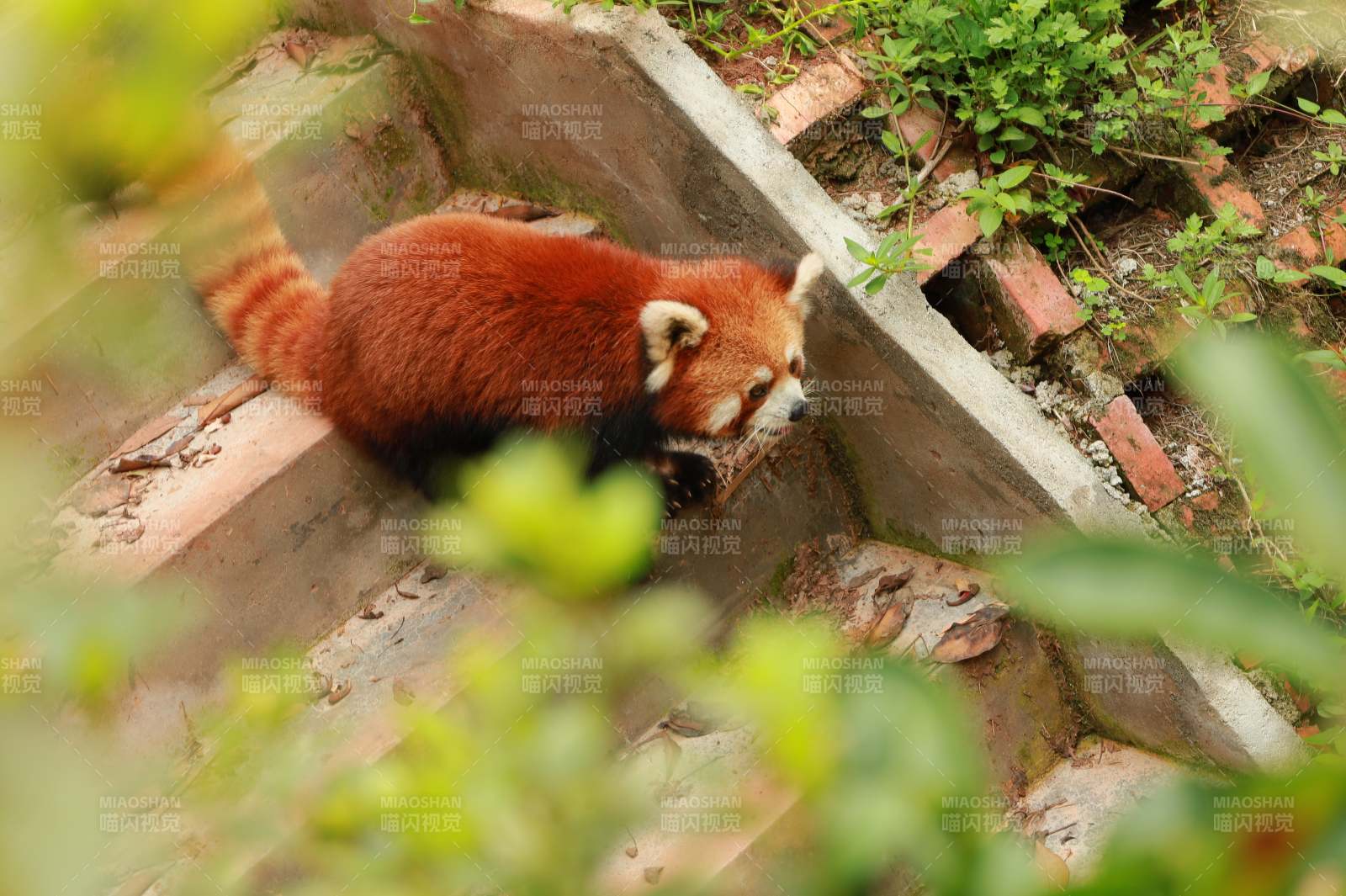 红熊猫攀爬石阶图片