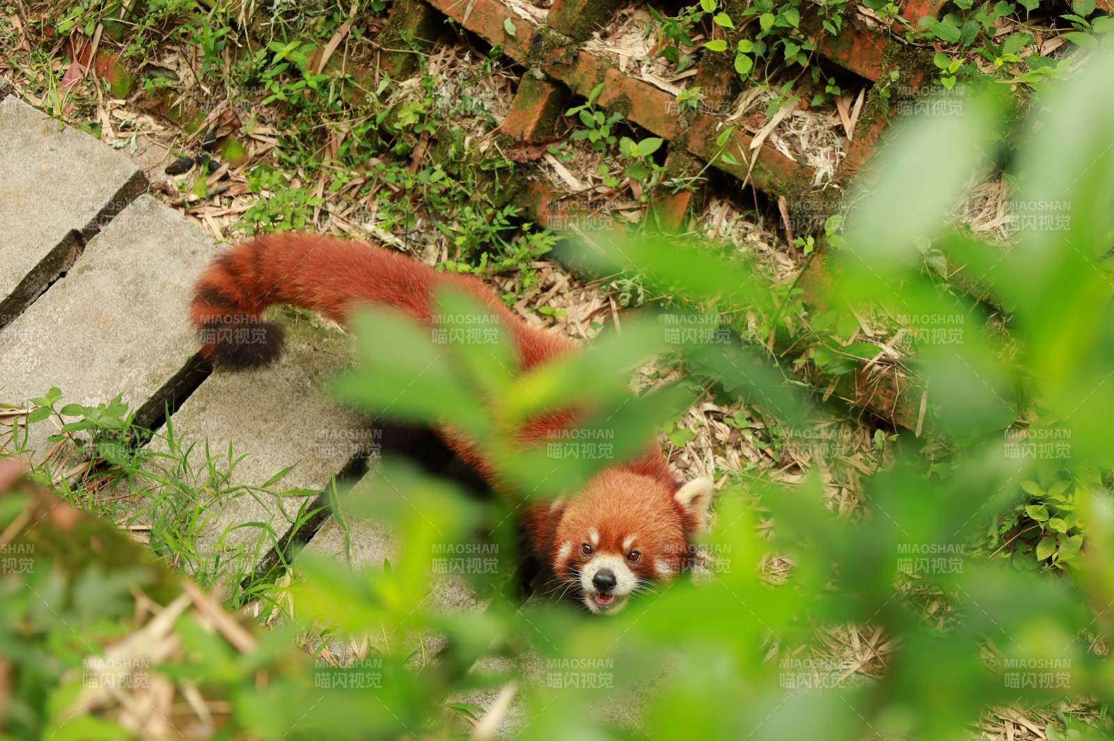 红熊猫在草丛中图片